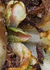 aphid1